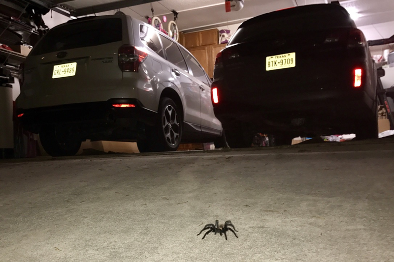 Driveway spider is a fan of boxer engines and all-wheel drive apparently.